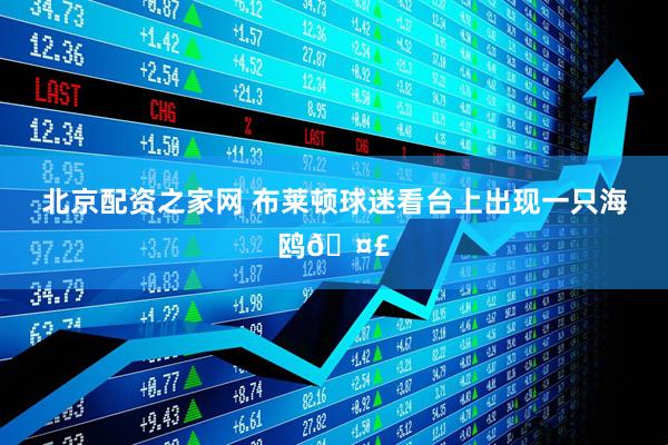 北京配资之家网 布莱顿球迷看台上出现一只海鸥🤣