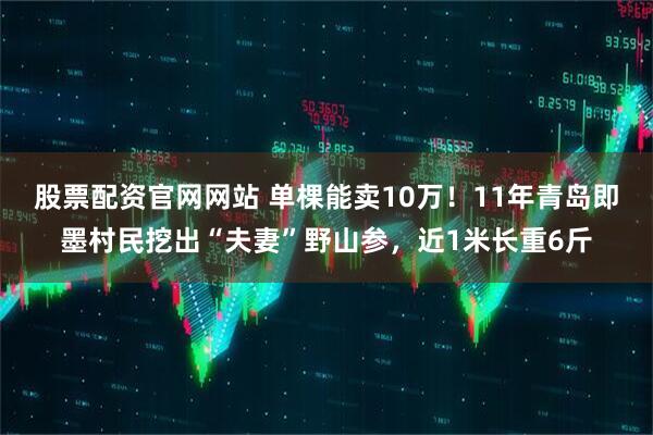 股票配资官网网站 单棵能卖10万！11年青岛即墨村民挖出“夫妻”野山参，近1米长重6斤